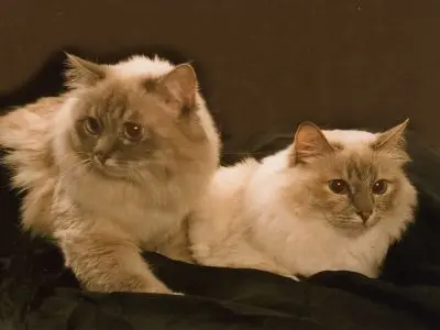 Andachtsbild von Uschi mit Seelenkatzen Jojo und Merlin