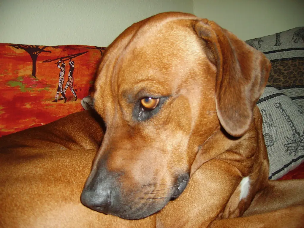 Andachtsbild von Britta