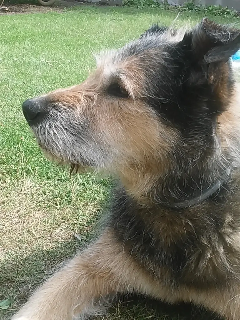 Andachtsbild von Carola