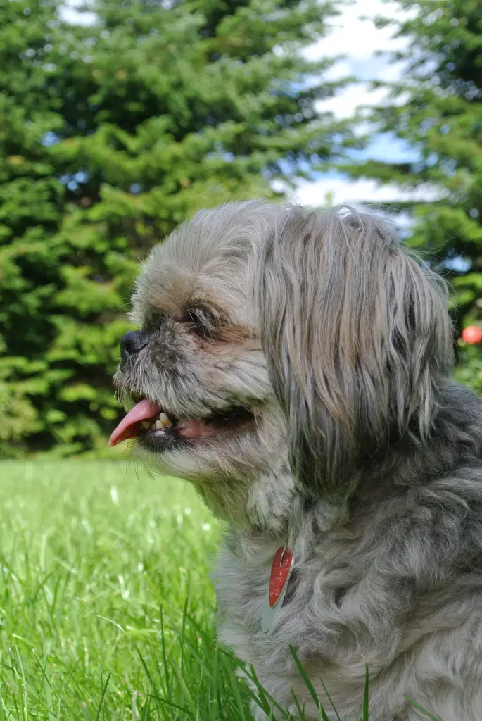 Andachtsbild von Kathrin mit Susi im Herzen