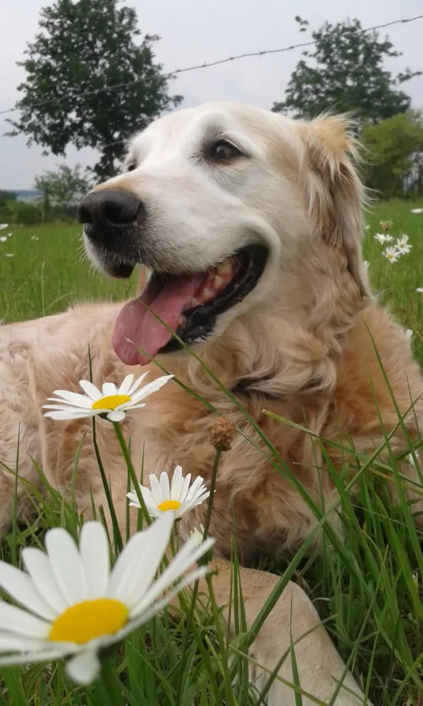 Andachtsbild von Unbekannt