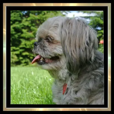 Andachtsbild von Kathrin mit Susi im Herzen