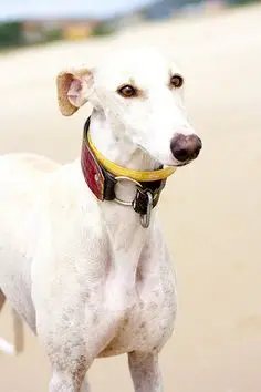 Condolence image of von Galgo Linus