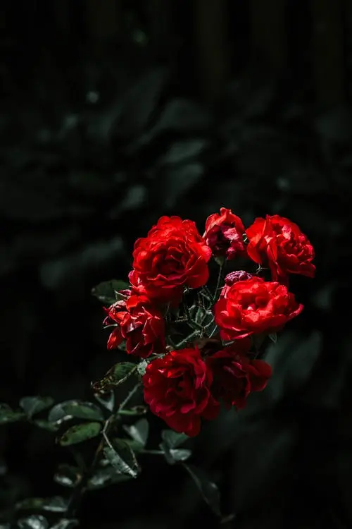 Condolence image of Unbekannt