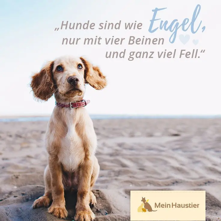 Condolence image of von Mein Haustier .ev