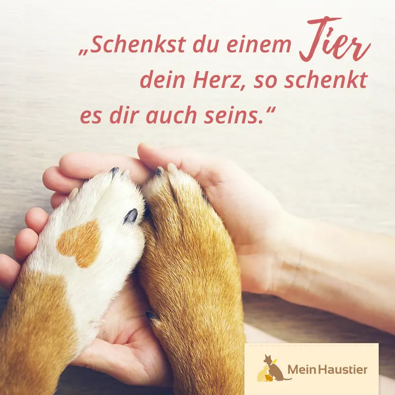 Condolence image of Mein Haustier .ev
