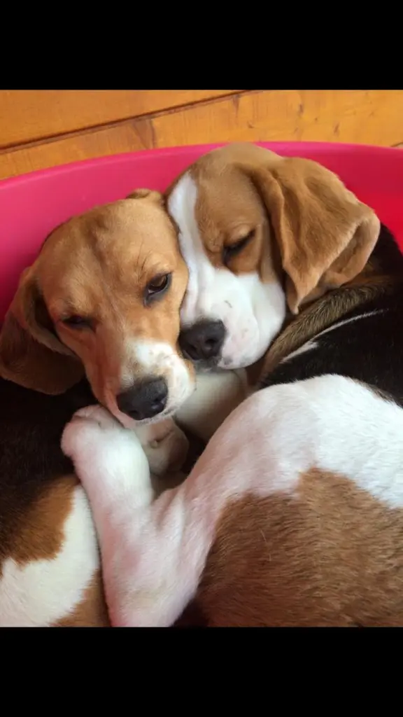 Condolence image of sammy und Sally