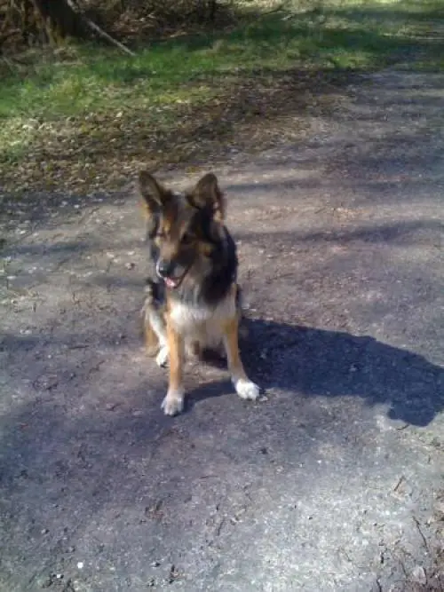 Image from Schogun
