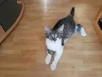Image from Smoogle