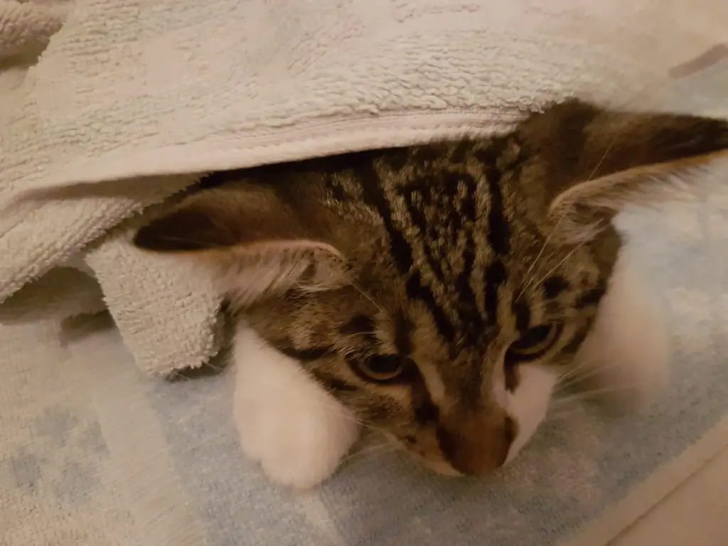 Image from Smoogle