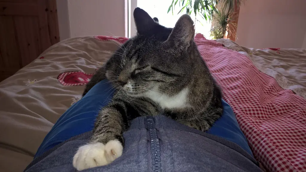 Image from Buster "Miezi"