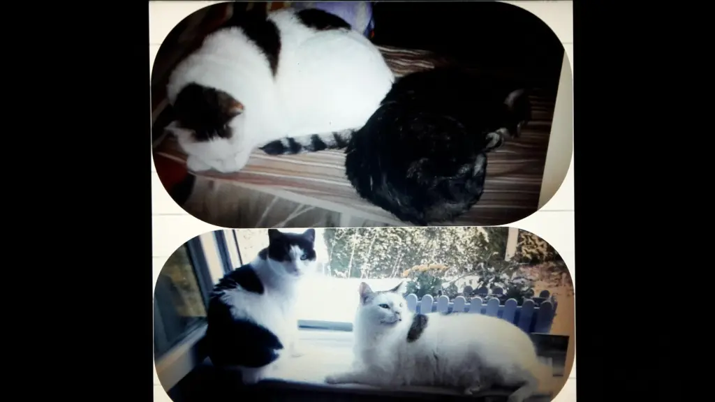 Condolence image of Eike und Edeltraud mit Mulle, Miezi und Jonny tief im Herzen