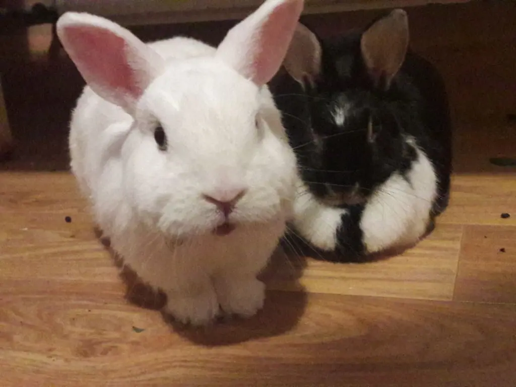 Image from Amy, Iceman, Bommel, Monty, Isi und Struppi