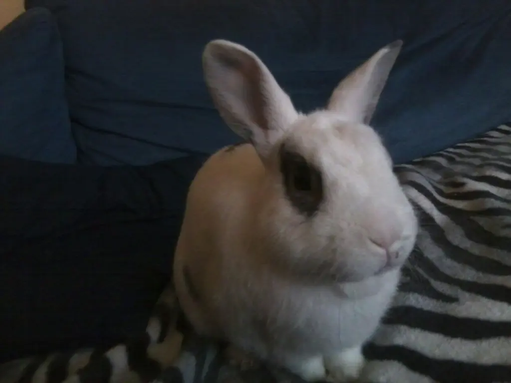 Image from Amy, Iceman, Bommel, Monty, Isi und Struppi