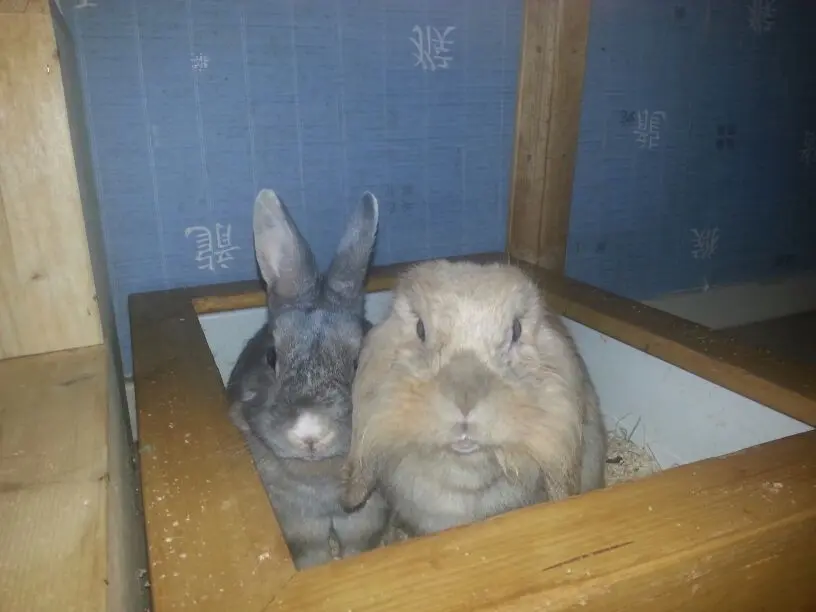 Image from Amy, Iceman, Bommel, Monty, Isi und Struppi