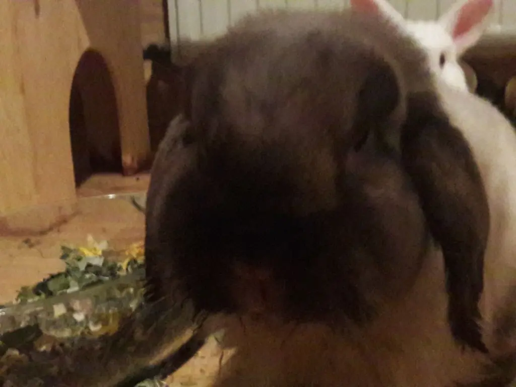Image from Amy, Iceman, Bommel, Monty, Isi und Struppi