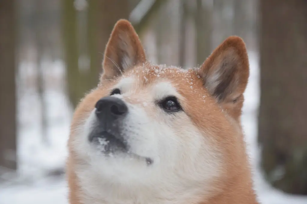 Image from Fukashin