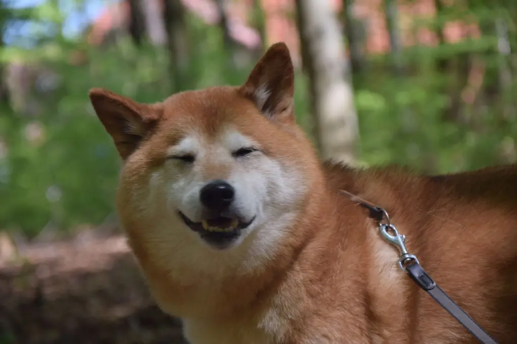 Image from Fukashin