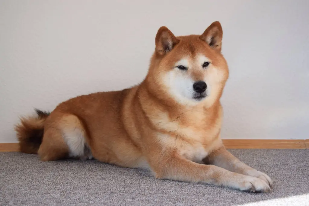 Image from Fukashin
