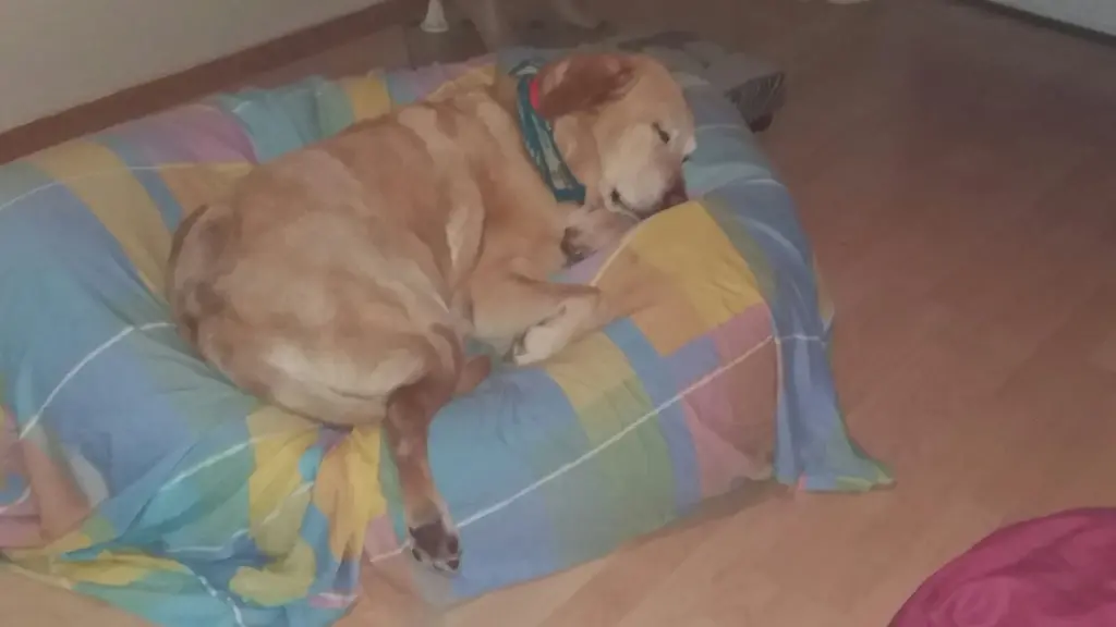 Andachtsbild von Sascha/Elke mit Shila im Herzen