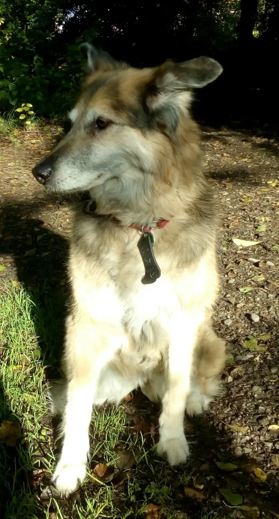 Image from Laika