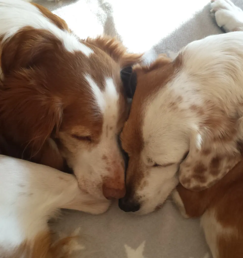 Andachtsbild von Andrea 