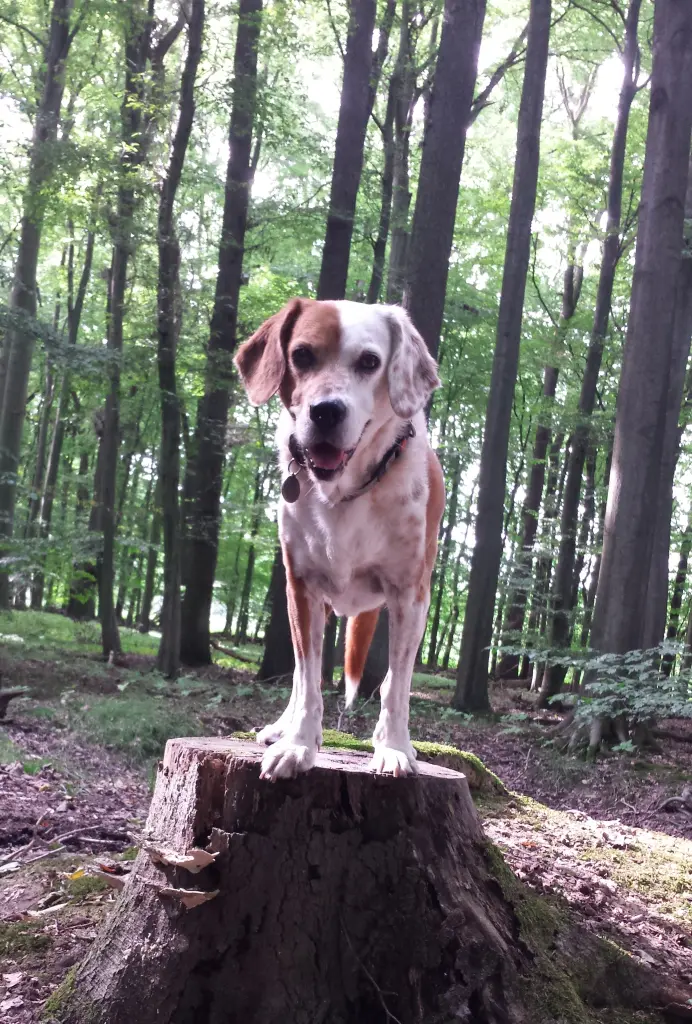 Andachtsbild von Andrea