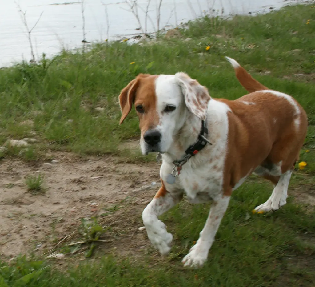 Bild von Princess Luna