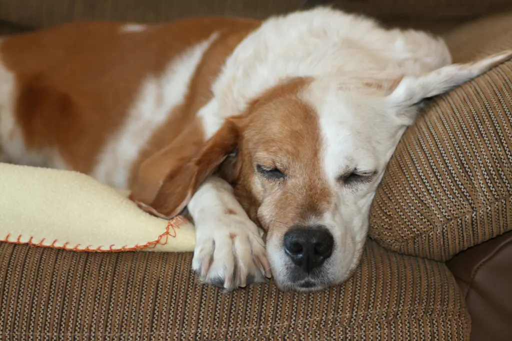 Bild von Princess Luna