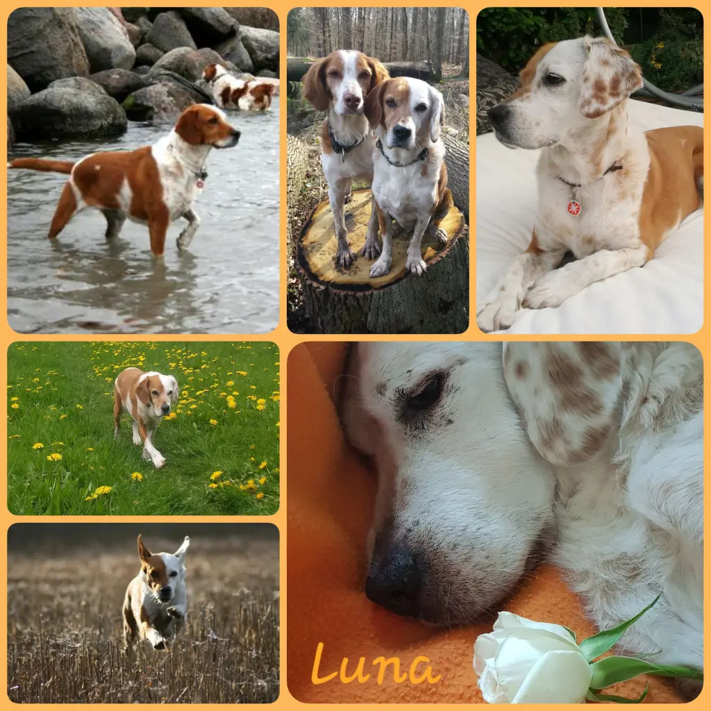 Bild von Princess Luna