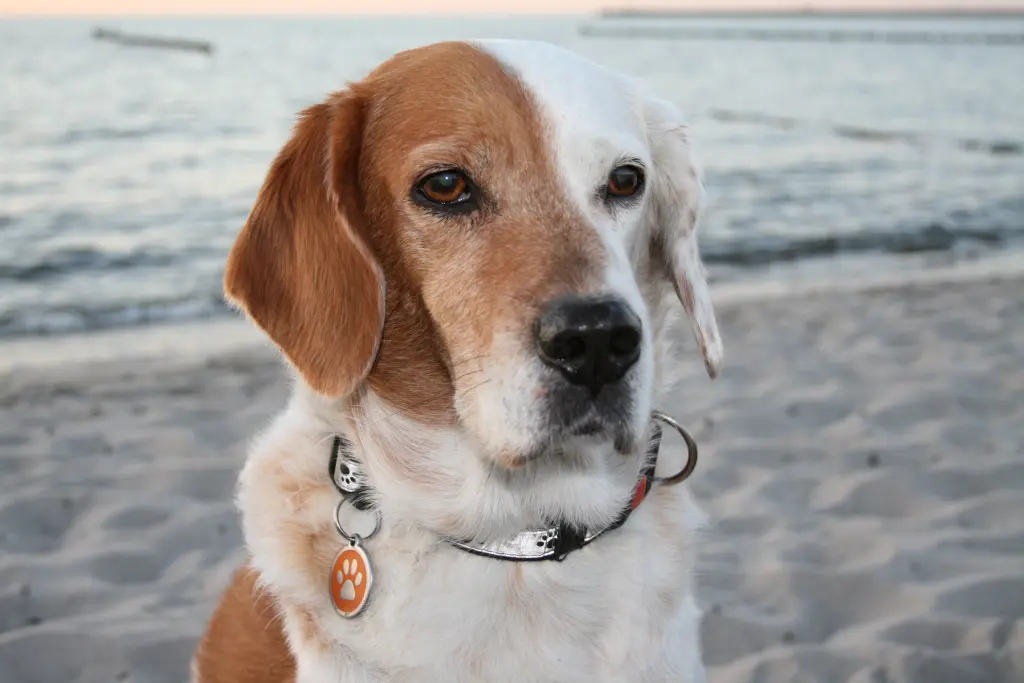 Bild von Princess Luna