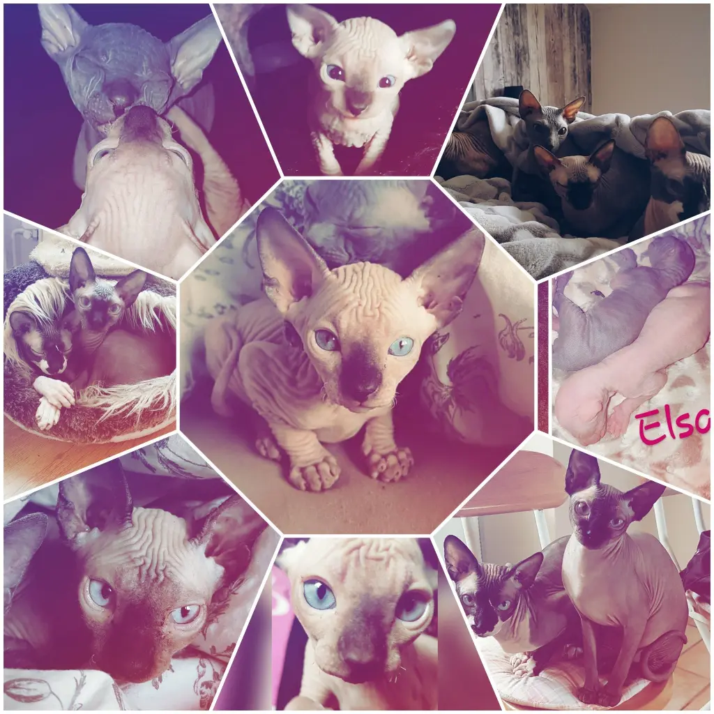 Image from Elsa