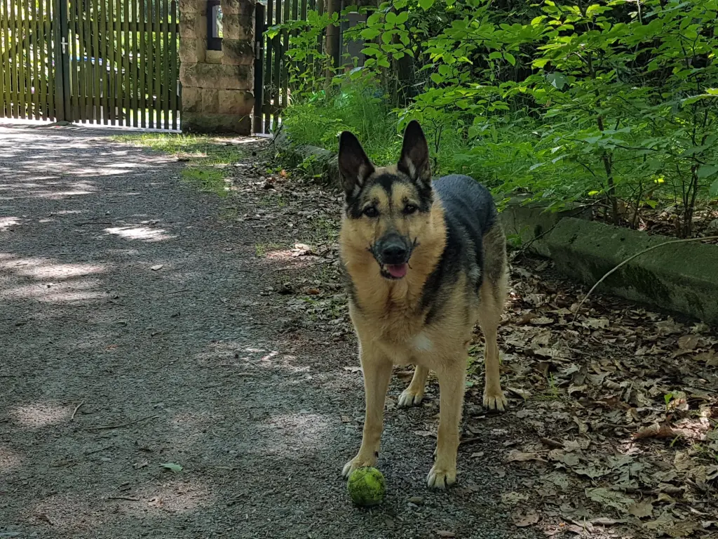 Image from Laika