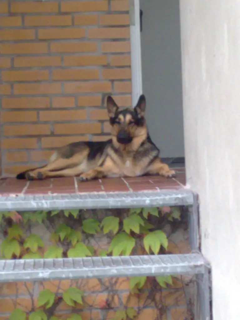 Image from Laika