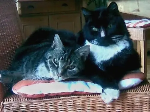 Image from Speedy und Tiger