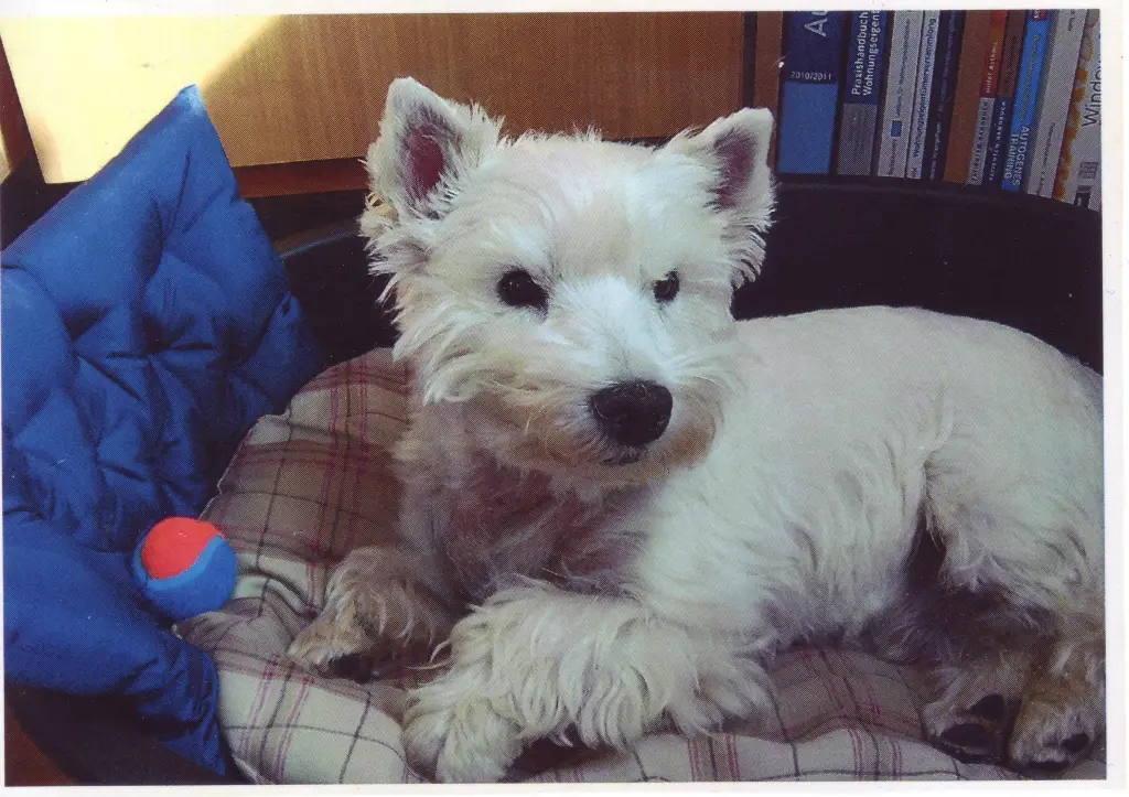 Image from Balou