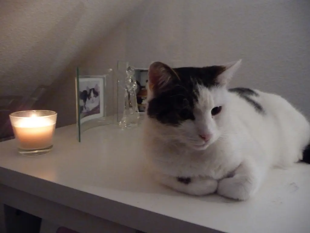 Condolence image of Susanne mit Cedric im Herzen 