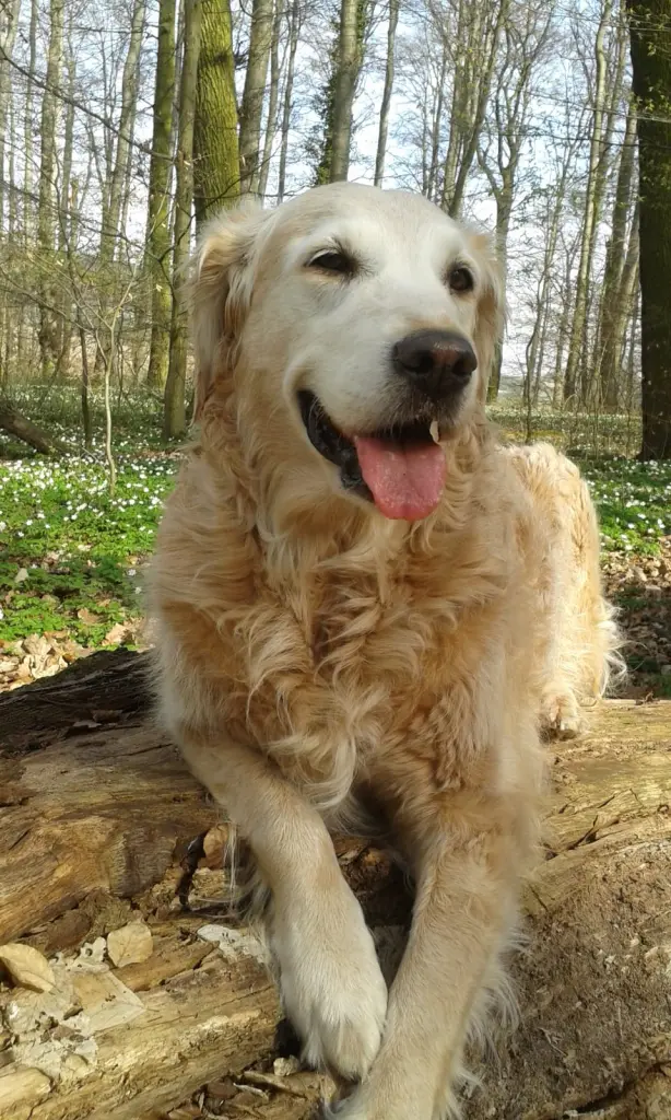 Andachtsbild von Unbekannt