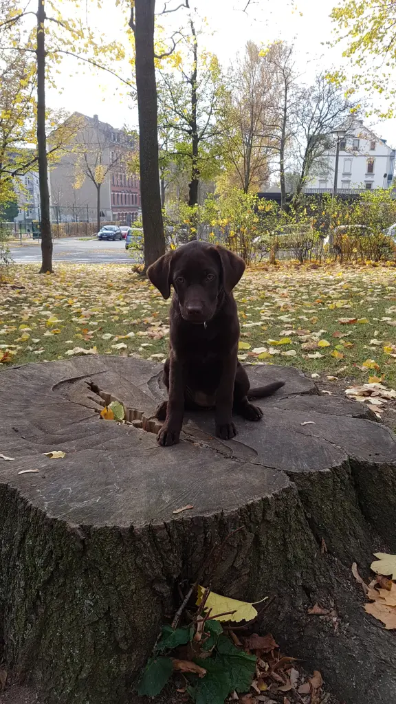 Andachtsbild von Alexander