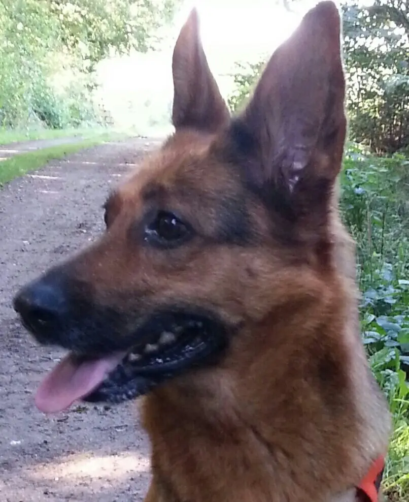 Image from Momo