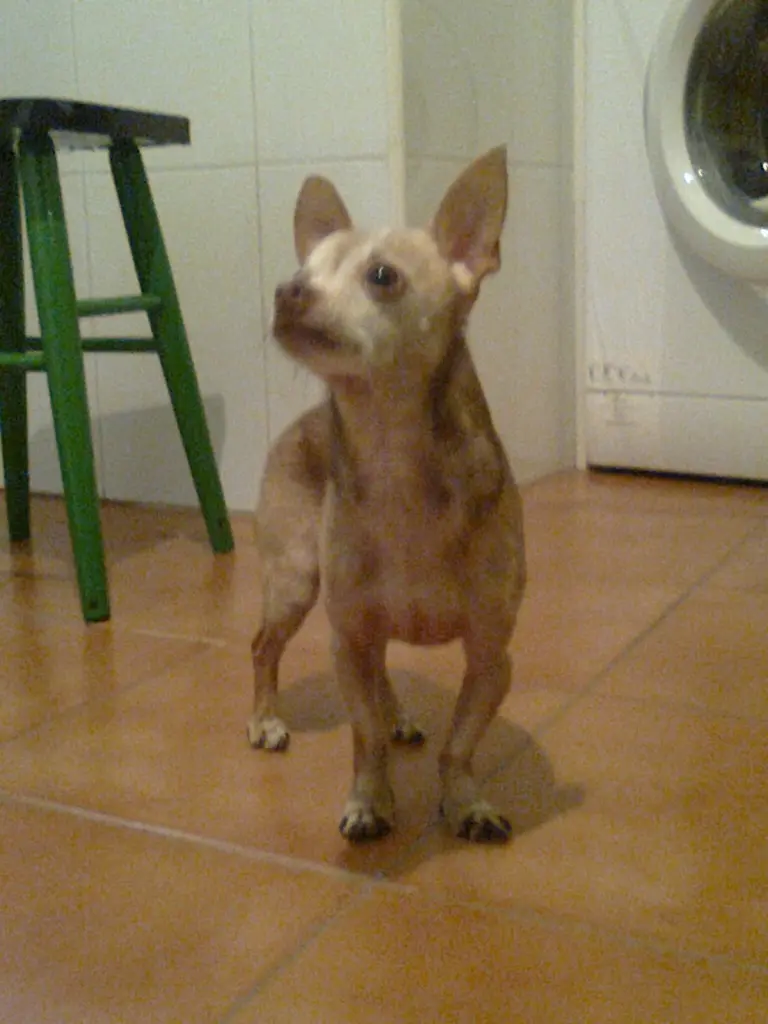 Image from Kiko