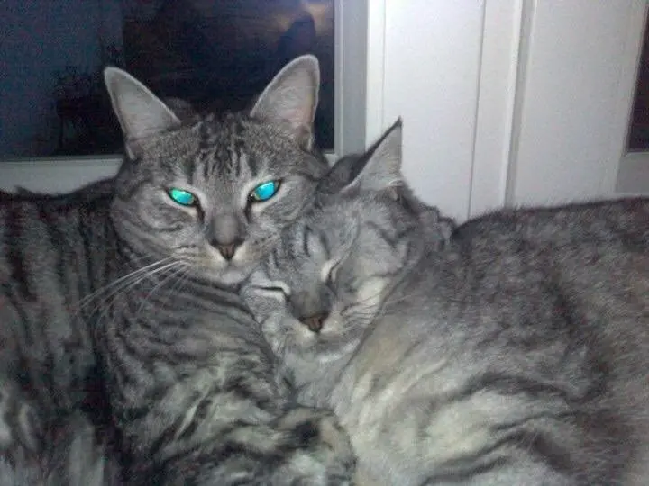 Image from Heidi