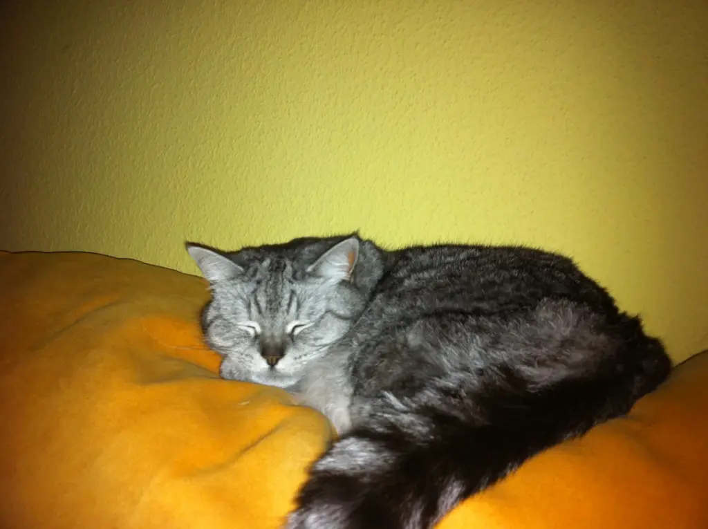 Image from Heidi