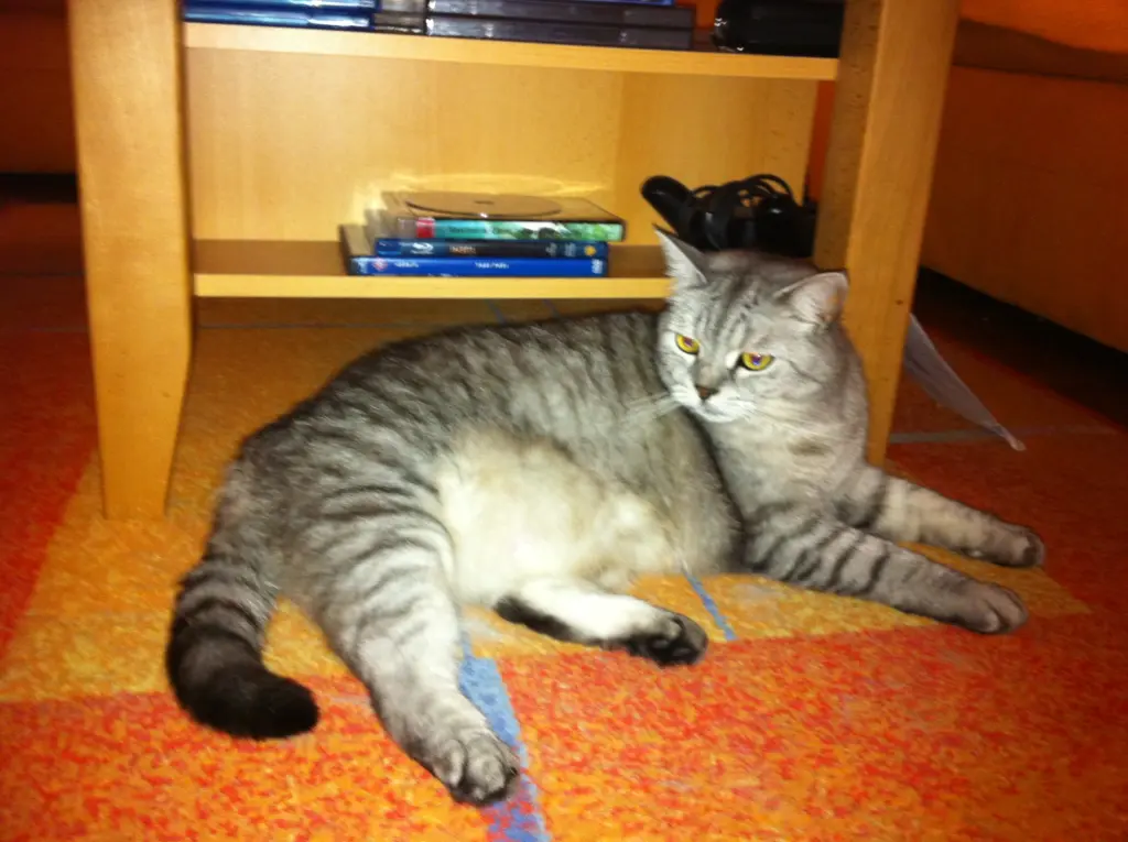 Image from Heidi