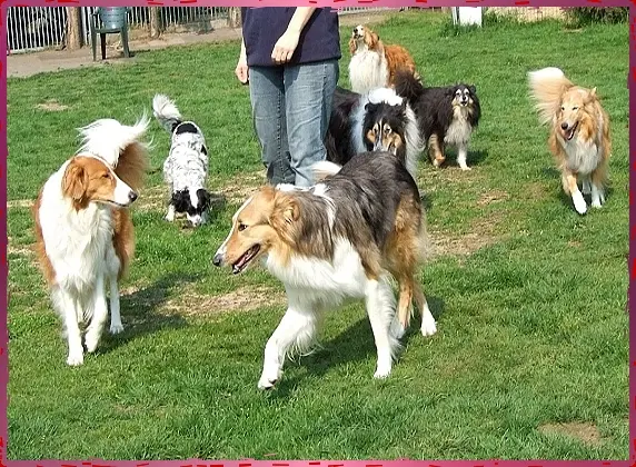 Condolence image of Collie in Not