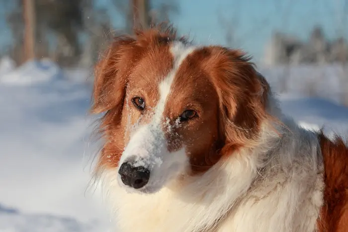 Image from Kosyma