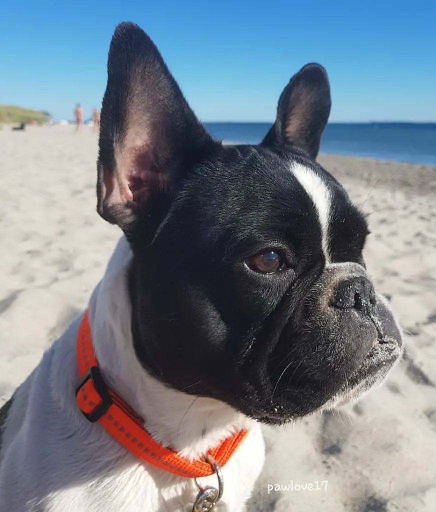 Image from Butch