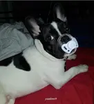 Image from Butch