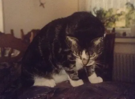 Condolence image of Norbert mit Maja