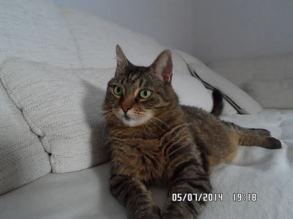 Image from Minki